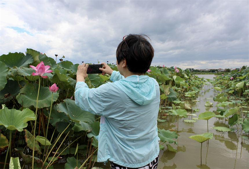 武漢市江夏區(qū)法泗街道鑫農(nóng)湖荷花濕地公園，游客正在拍照。