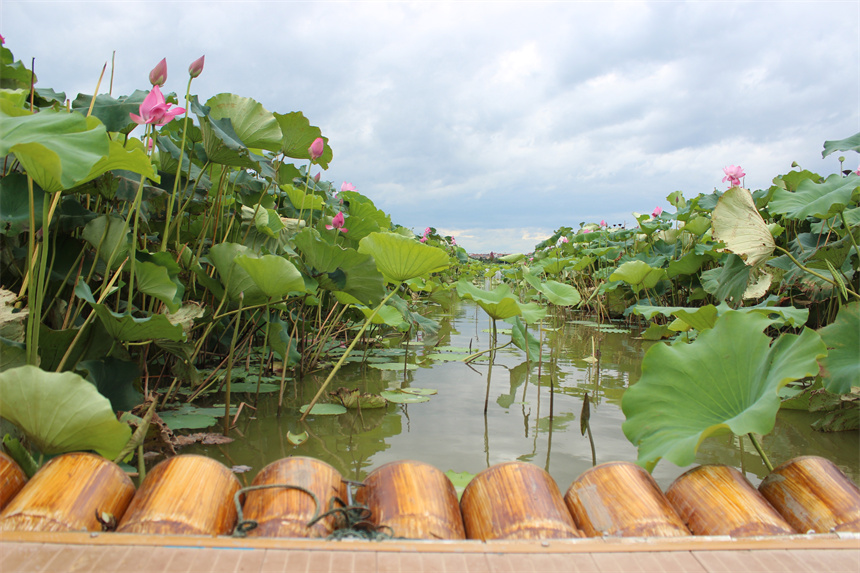 武漢市江夏區(qū)法泗街道鑫農湖荷花濕地公園，泛舟荷花池。