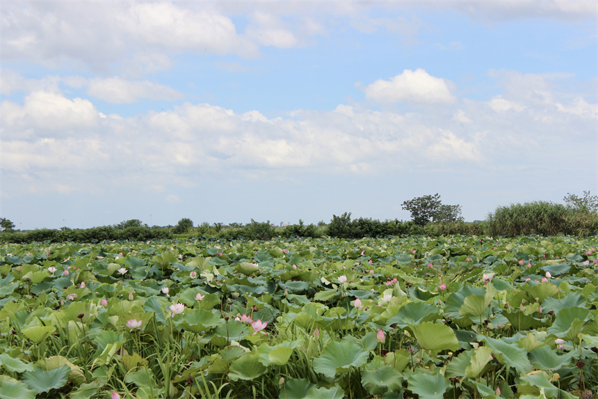 武漢市江夏區(qū)法泗街道，藍(lán)天之下，荷花競(jìng)相綻放。