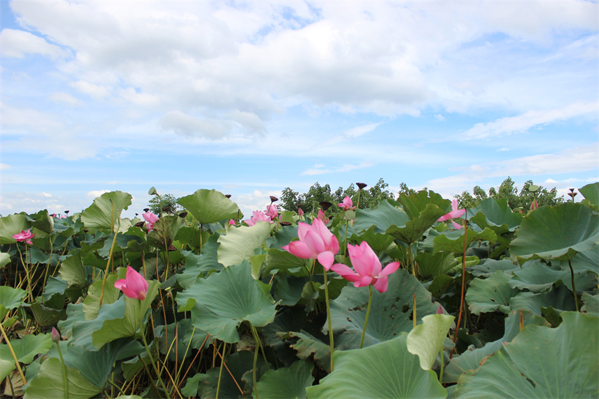 武漢市江夏區(qū)法泗街道，藍(lán)天之下，荷花競相綻放。