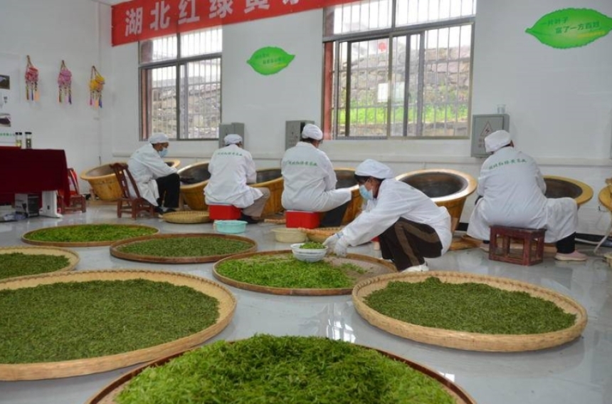 湖北孝感(大悟)黃茶積極布局西北市場