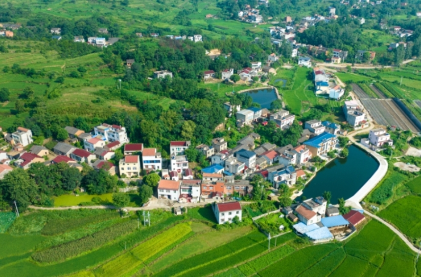 湖北孝感(大悟)黃茶積極布局西北市場【2】