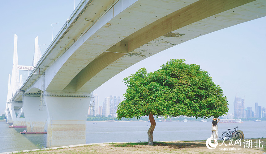 武昌江灘長江二橋下個性十足的“帽子樹”。人民網(wǎng)記者 周恬攝