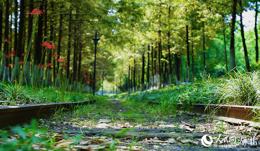 武昌江灘粵漢鐵路的一條舊火車軌道。人民網(wǎng)記者 周恬攝