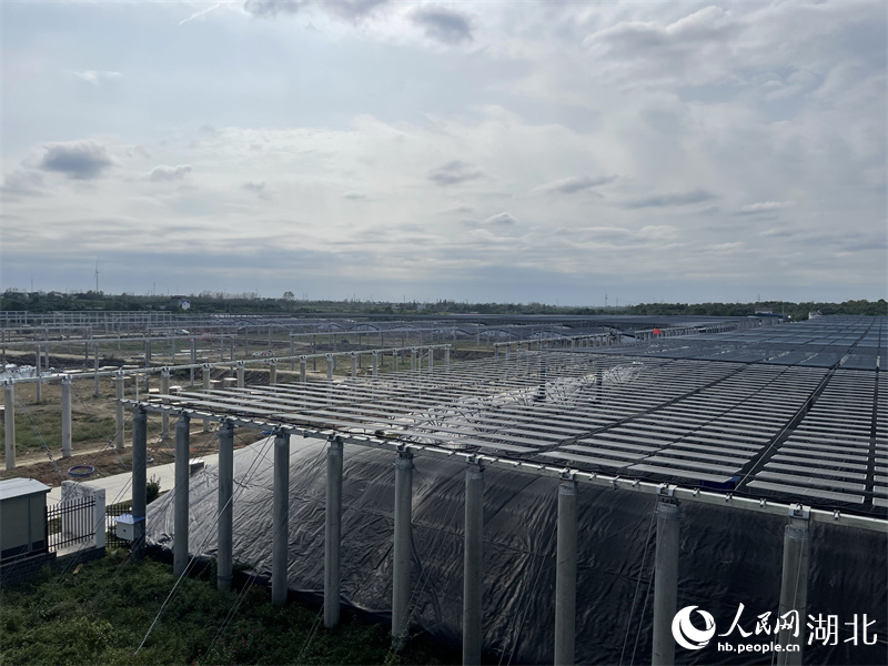 甲魚現(xiàn)代產(chǎn)業(yè)園。人民網(wǎng)記者 周倩文攝