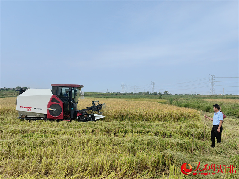 湖北省農(nóng)科院糧食作物研究所專家為“襄兩優(yōu)338”測(cè)產(chǎn)。人民網(wǎng)記者 郭婷婷攝