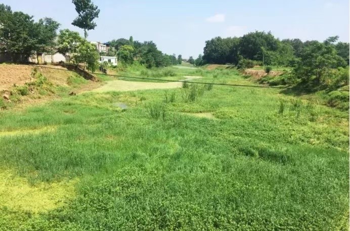 岱子港整治前。受訪者供圖