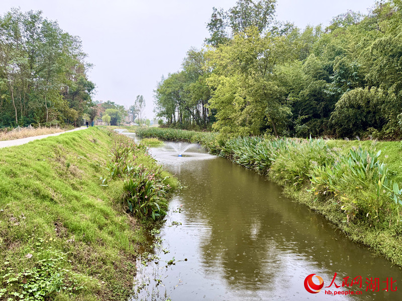 岱子港清澈的渠水緩緩流淌，兩岸郁郁蔥蔥。人民網(wǎng)記者 張雋攝