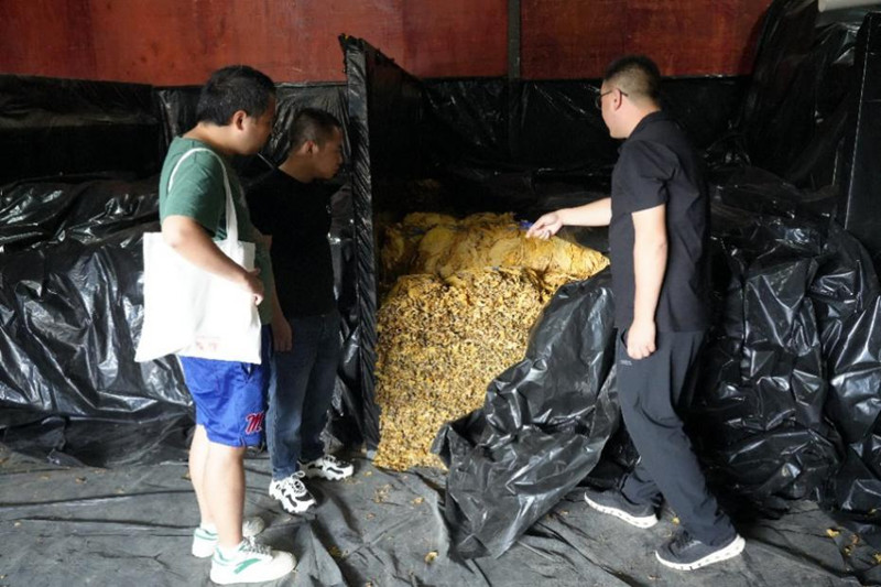 初烤煙葉醇化。陳峻琪攝