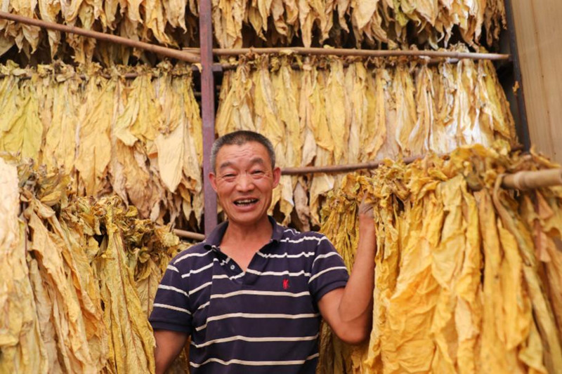 煙農(nóng)烤煙現(xiàn)場。受訪者供圖