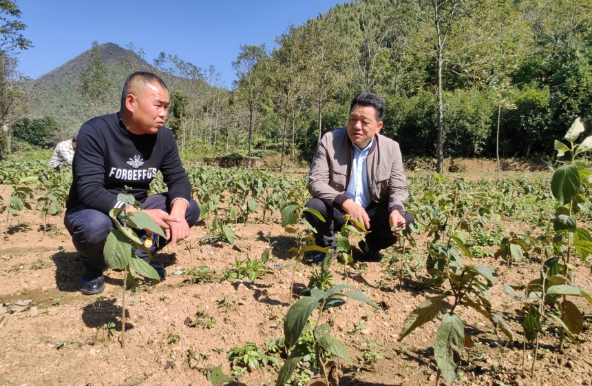 湖北咸安:千人趕“柿集”【3】