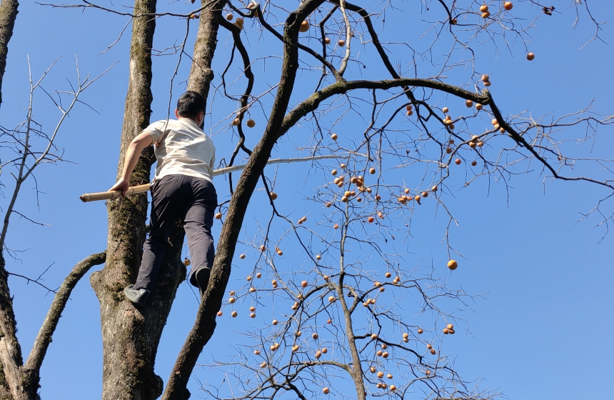 湖北咸安:千人趕“柿集”【5】