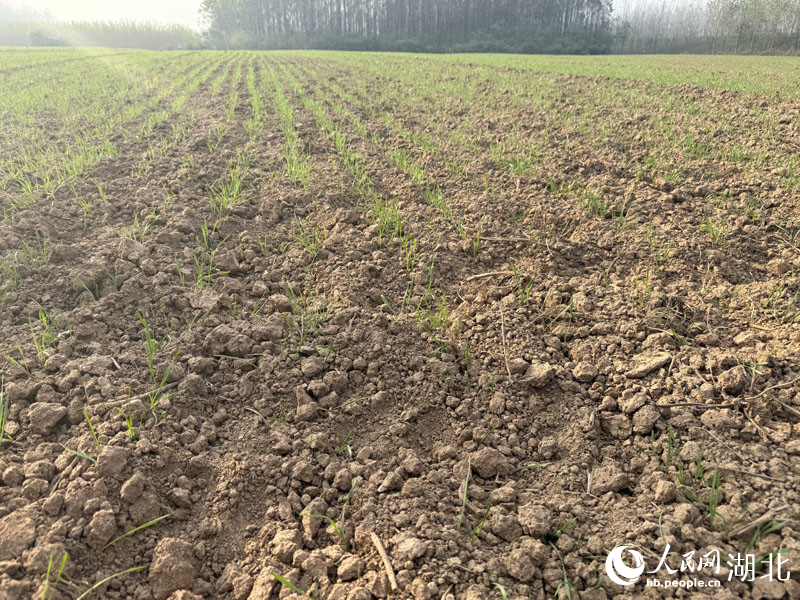 麋鹿踩踏過的耕地。人民網(wǎng)記者 張沛攝