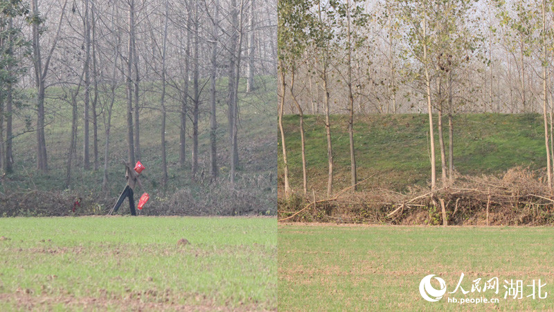 村民通過搭稻草人（左）、扎圍欄（右）等方式防范麋鹿。人民網(wǎng)記者 張沛攝
