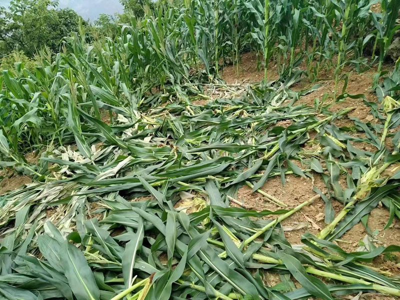被野豬毀壞的玉米地。受訪者供圖