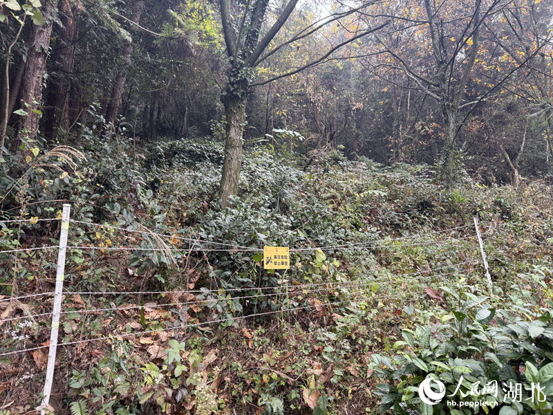 仙女村的電子圍欄，保障耕地不受野豬損害。人民網(wǎng)記者 張沛攝