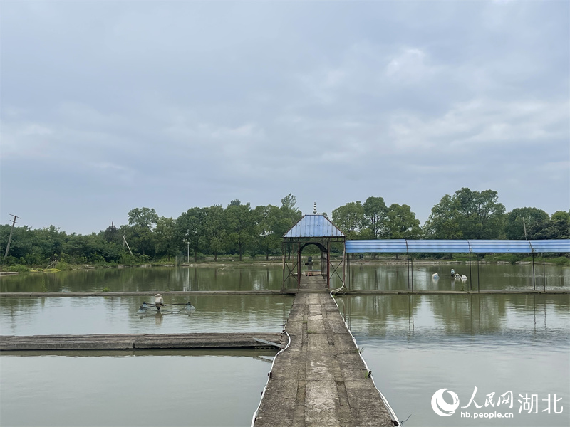東港村明天生態(tài)園武昌魚(yú)養(yǎng)殖塘。人民網(wǎng)記者 周倩文攝