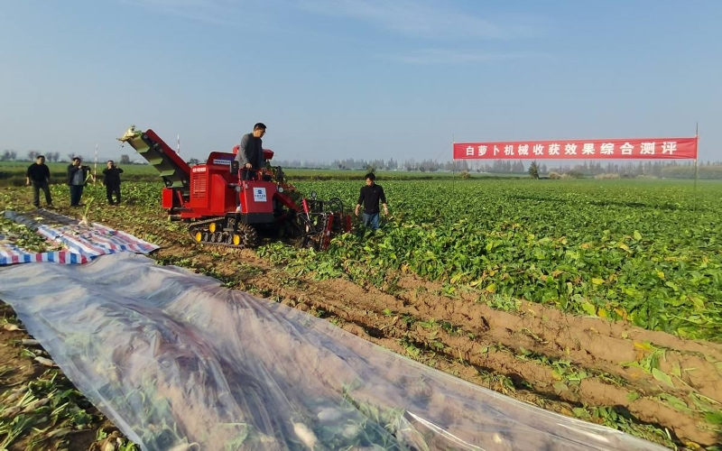 白蘿卜機(jī)收測(cè)評(píng)暨全程機(jī)械化技術(shù)演示現(xiàn)場(chǎng)。