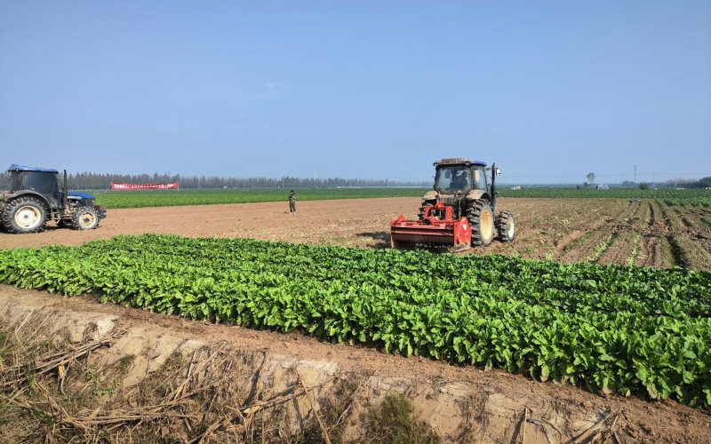 白蘿卜機(jī)收測(cè)評(píng)暨全程機(jī)械化技術(shù)演示現(xiàn)場(chǎng)。