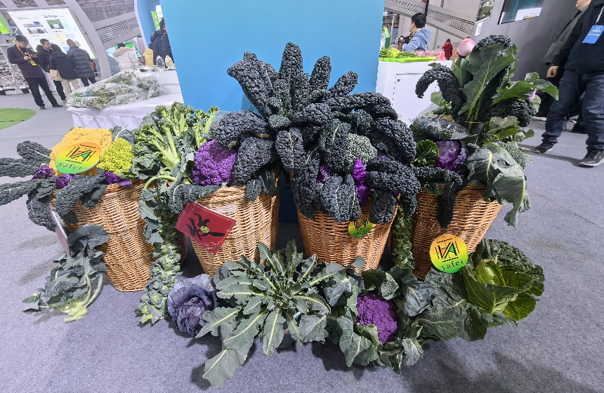 甘藍(lán)“花”。