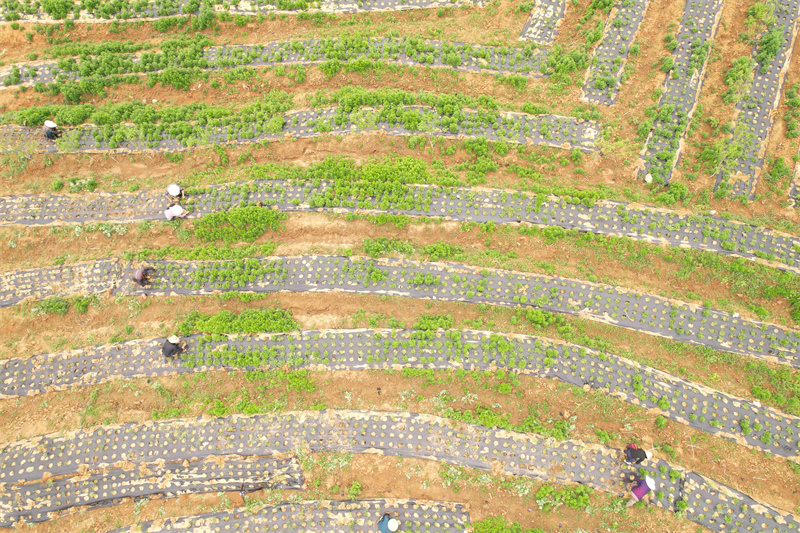 崇陽縣白霓鎮(zhèn)大市村黃精種植基地。咸寧市委網(wǎng)信辦供圖