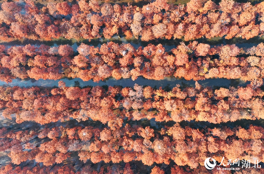 武漢市新洲區(qū)漲渡湖濕地自然保護(hù)區(qū)內(nèi)，500余畝杉樹被染成橘紅色。人民網(wǎng)記者 王郭驥攝