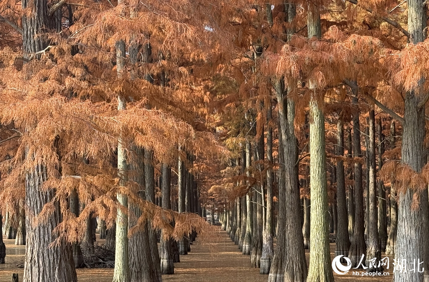 武漢市新洲區(qū)漲渡湖濕地自然保護(hù)區(qū)內(nèi)，500余畝杉樹被染成橘紅色。人民網(wǎng)記者 張沛攝