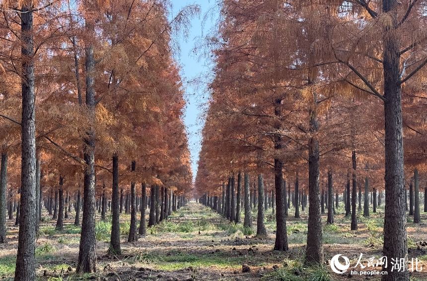 武漢市新洲區(qū)漲渡湖濕地自然保護(hù)區(qū)內(nèi)，500余畝杉樹被染成橘紅色。人民網(wǎng)記者 張沛攝