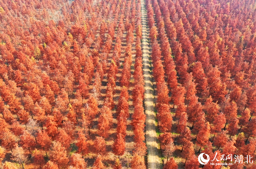 武漢市新洲區(qū)漲渡湖濕地自然保護(hù)區(qū)內(nèi)，500余畝杉樹被染成橘紅色。人民網(wǎng)記者 王郭驥攝