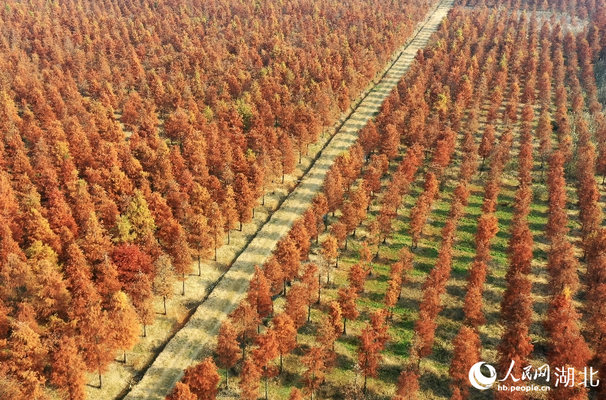 武漢市新洲區(qū)漲渡湖濕地自然保護(hù)區(qū)內(nèi)，500余畝杉樹被染成橘紅色。人民網(wǎng)記者 王郭驥攝