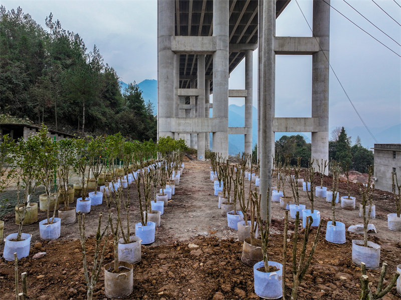 運(yùn)用橋下閑置土地開(kāi)展苗木合作試點(diǎn)。