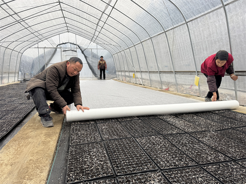 當前，灘坪村煙葉育苗工作正如火如荼地開展。興山縣煙草專賣局（營銷部）供圖