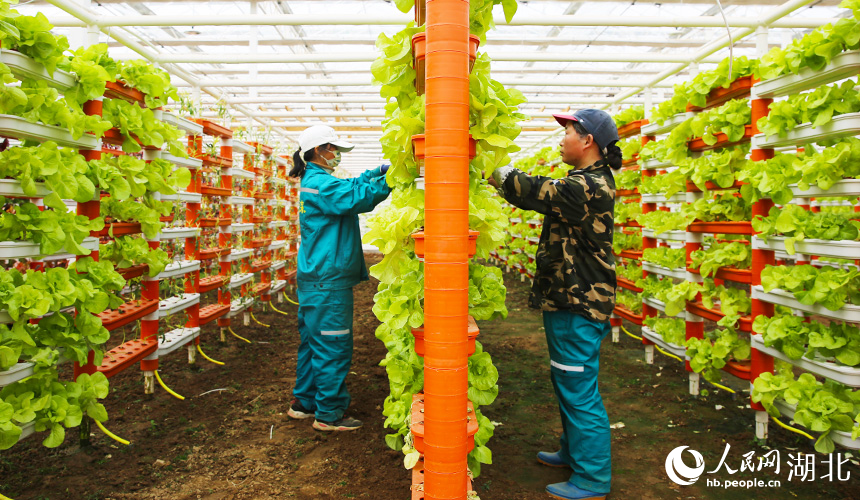 湖北孝昌:智能大棚“蔬”寫(xiě)春日好豐景【3】