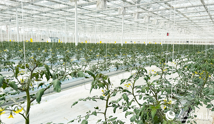 湖北孝昌:智能大棚“蔬”寫(xiě)春日好豐景【8】