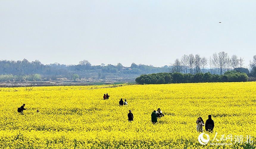 湖北武漢:油菜花開鋪錦繡