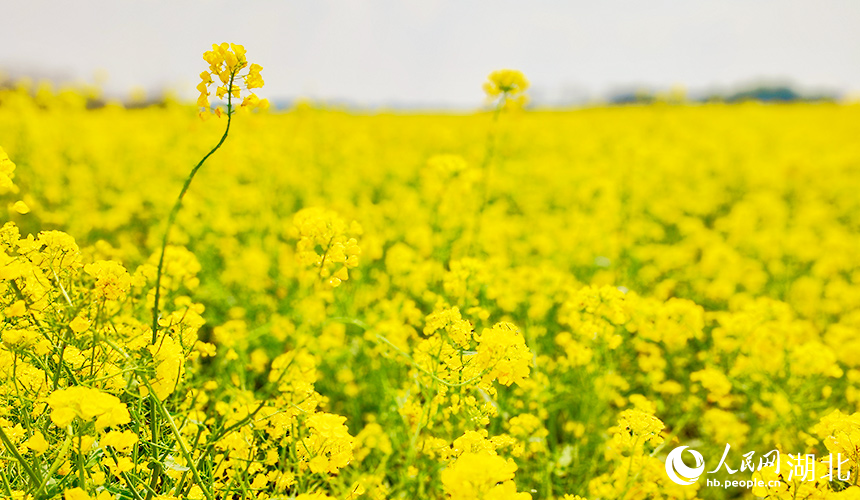 湖北武漢:油菜花開鋪錦繡【2】