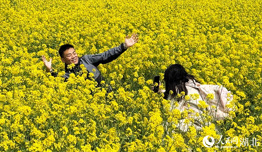 湖北武漢:油菜花開鋪錦繡【4】