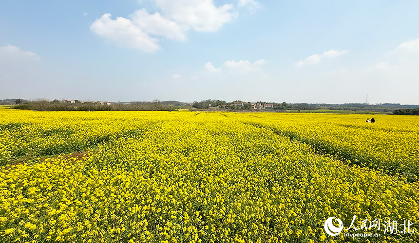 湖北武漢:油菜花開鋪錦繡【5】