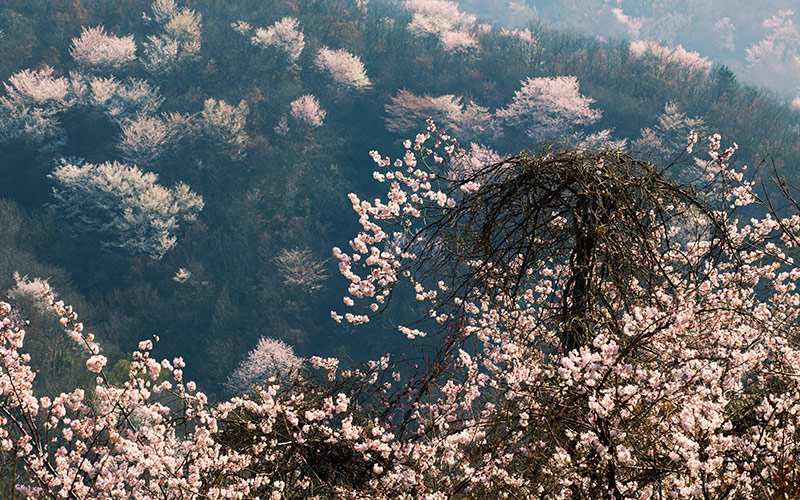 萬畝野櫻花。賀川攝