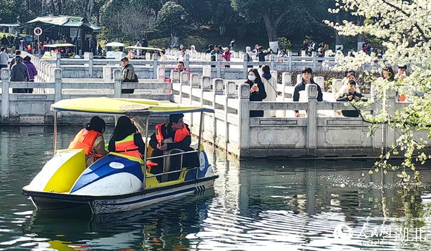 青山公園梨花盛開。人民網(wǎng)記者 張穎攝