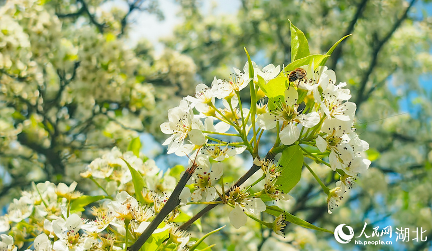 青山公園梨花盛開。人民網(wǎng)記者 張穎攝