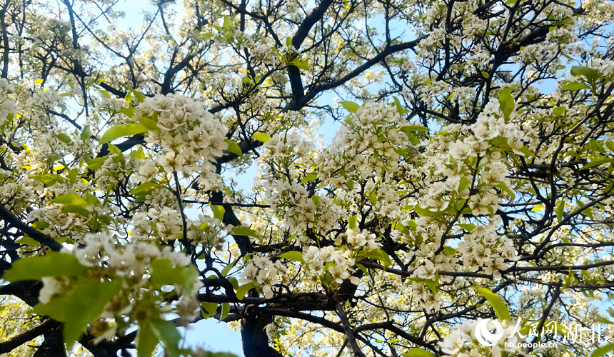 青山公園梨花盛開。人民網(wǎng)記者 周倩文攝