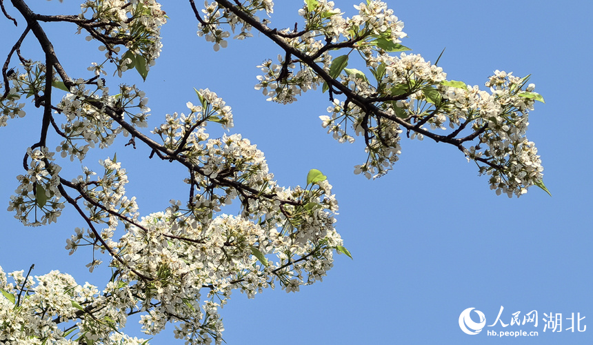 青山公園梨花盛開(kāi)。人民網(wǎng)記者 周倩文攝