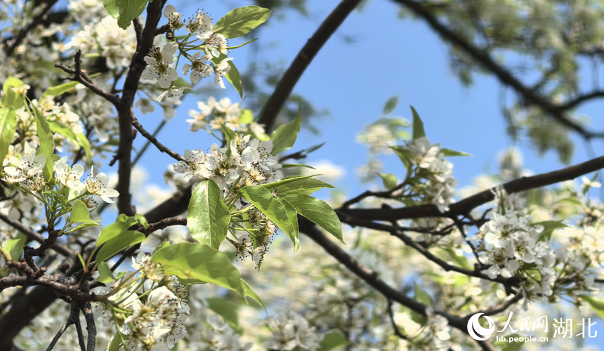 青山公園梨花盛開。人民網(wǎng)記者 周倩文攝