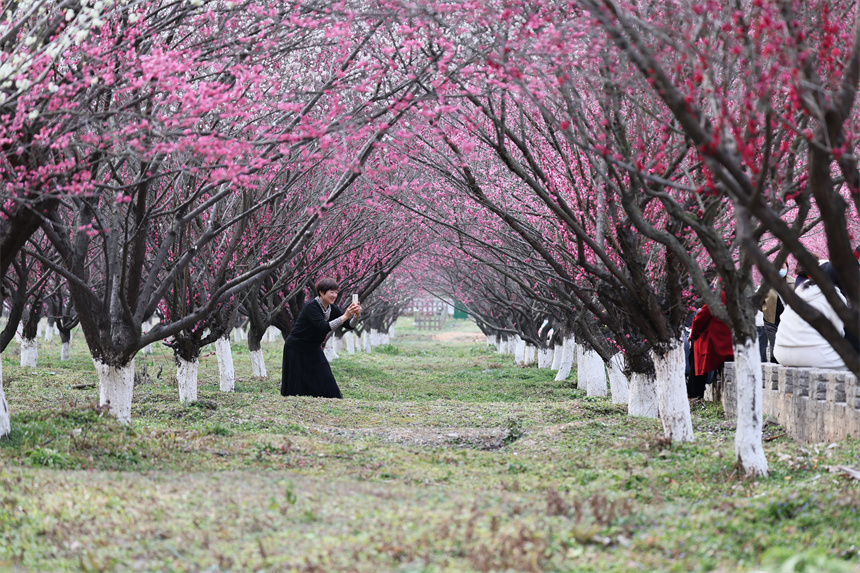 湖北十堰茅箭區(qū):“專(zhuān)車(chē)”直達(dá)花海 “春日經(jīng)濟(jì)”熱力十足
