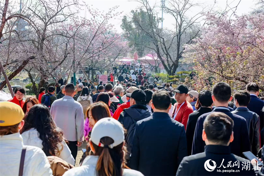 武漢東湖櫻花園，春日美景吸引游人如織。