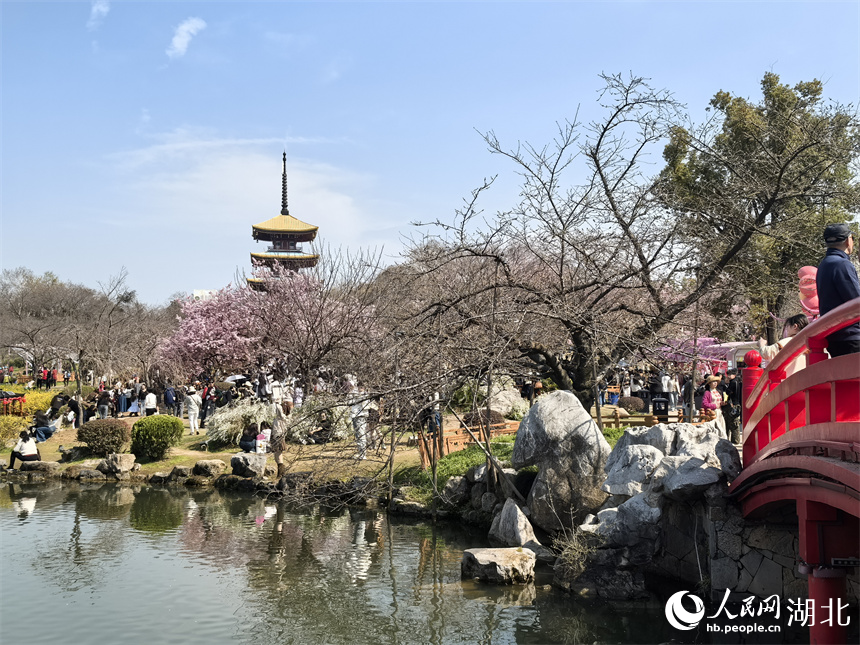 武漢東湖櫻花園，春日美景吸引游人如織。