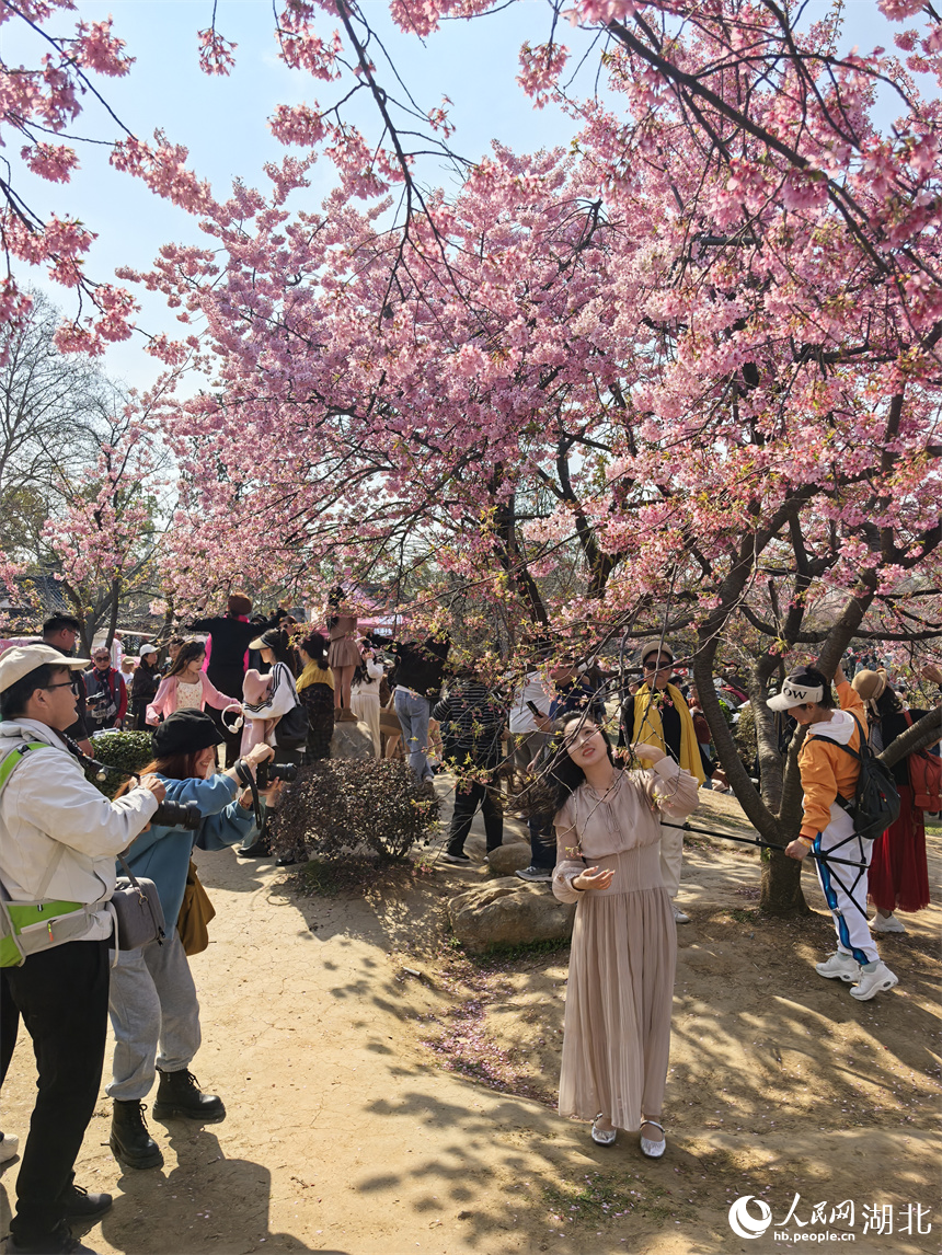 游客紛紛在櫻花前拍照。