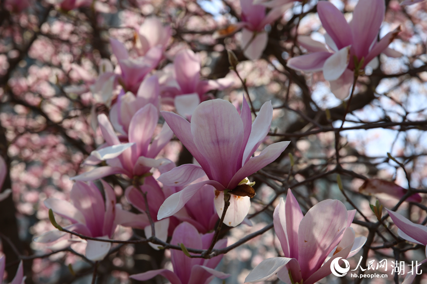 華中農(nóng)業(yè)大學(xué)圖書館前的玉蘭花競相綻放。人民網(wǎng)記者 張沛攝