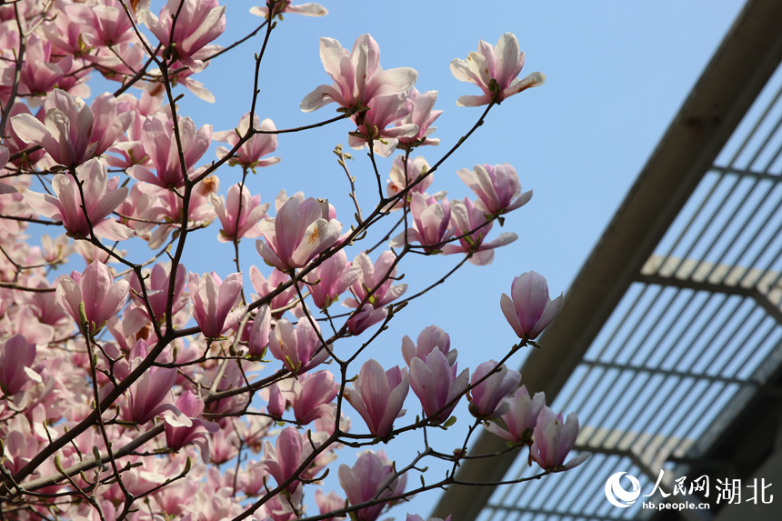 華中農(nóng)業(yè)大學(xué)圖書館前的玉蘭花競(jìng)相綻放。人民網(wǎng)記者 張沛攝